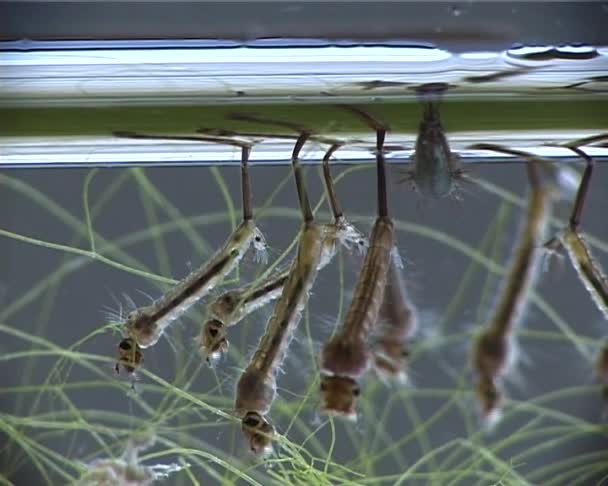 Sivrisinek Larva Pupa Kirli Içinde Culex Pipiens Ortak Sivrisinek Veya — Stok video