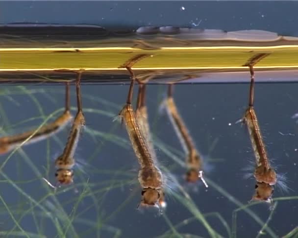 幼虫や蛹の汚染された水で アカイエカ 一般的な家の蚊や北方住宅蚊 が家族蚊の吸血蚊の種 — ストック動画