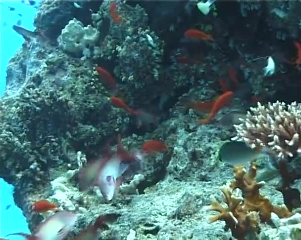 Achigan Fées Pseudantias Squamipinnis Dans Mer Rouge Près Récif Corallien — Video