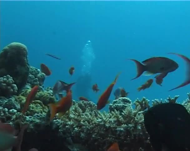 Peces Tropicales Cerca Arrecife Coral Mar Rojo Egipto — Vídeos de Stock