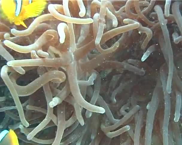 Clownfische Anemonennähe Rotes Meer Ägypten — Stockvideo