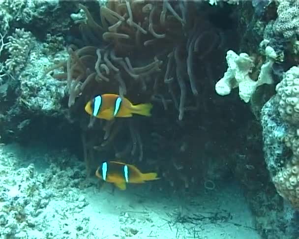 Clown Fish Anemone Close Red Sea Egypt — Stock Video