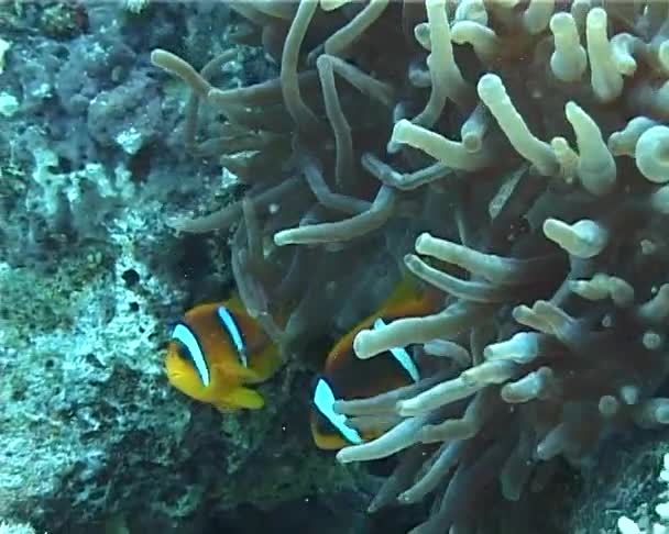 Poisson Clown Dans Anémone Proche Mer Rouge Égypte — Video