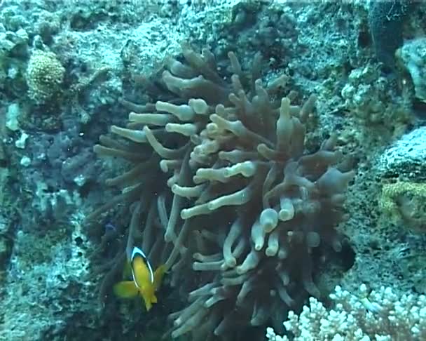 Poisson Clown Dans Anémone Proche Mer Rouge Égypte — Video