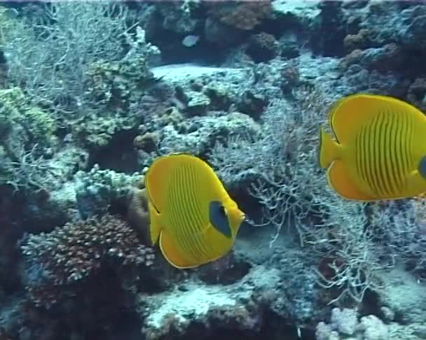 Рыба Бабочка Маске Chaetodon Semirvatus Красном Море Вблизи Кораллового Рифа — стоковое видео