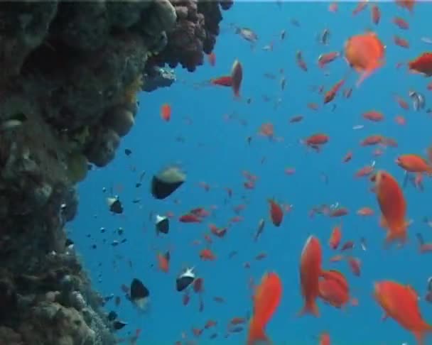 Achigan Fées Pseudantias Squamipinnis Dans Mer Rouge Près Récif Corallien — Video