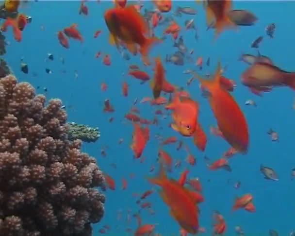 Basslet Peri Permata Pseudantias Squamipinnis Laut Merah Dekat Terumbu Karang — Stok Video