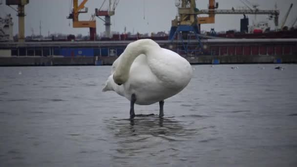 Cisne Mudo Cygnus Olor Cisnes Mudos Brancos Graciosos Nadando Alimentando — Vídeo de Stock