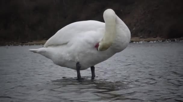 野生の鳥 生態学的な問題は 白鳥シグナス成田 港海カモメ アヒルです Suhoy リーマン ウクライナ — ストック動画