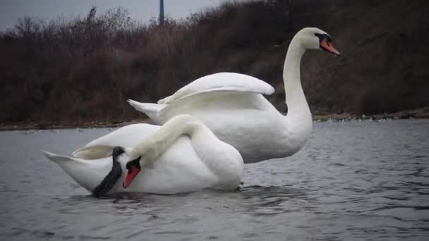 Cisne Mudo Cygnus Olor Cisnes Mudos Brancos Graciosos Nadando Alimentando — Vídeo de Stock