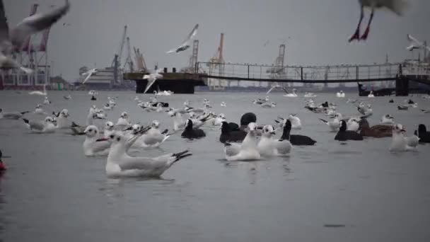 Wildvögel Menschen Industrie Das Ökologische Problem Sind Weiße Schwäne Enten — Stockvideo