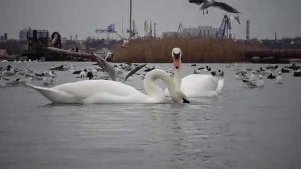 Wildvögel Menschen Industrie Das Ökologische Problem Sind Weiße Schwäne Enten — Stockvideo