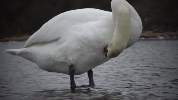 静音天鹅 天鹅座 Olor 优雅的白哑巴天鹅在河里游泳和喂养 水鸟种 — 图库视频影像