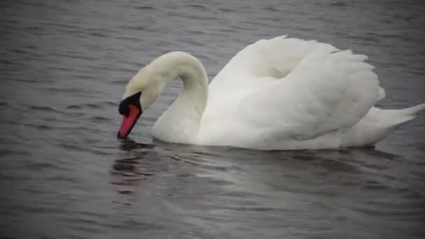 Knölsvan Cygnus Olor Graciösa Vit Mute Svanar Simmar Och Utfodring — Stockvideo