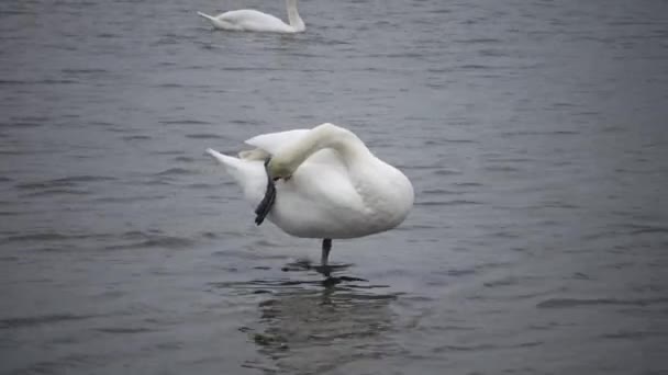 Немой Лебедь Cygnus Olor Грациозные Белые Немые Лебеди Плавающие Кормящиеся — стоковое видео
