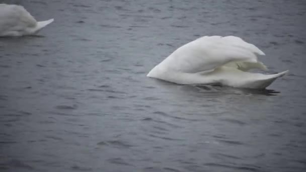 静音天鹅 天鹅座 Olor 优雅的白哑巴天鹅在河里游泳和喂养 水鸟种类 — 图库视频影像