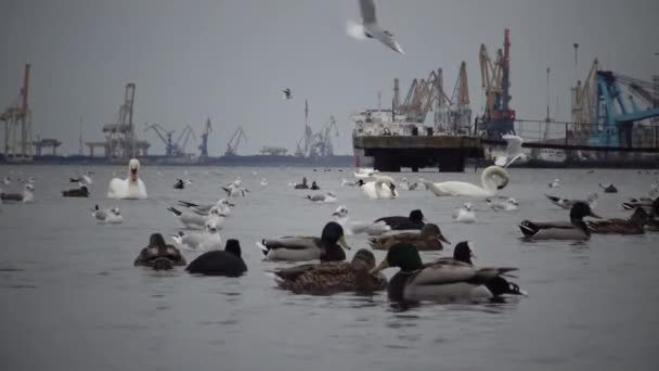 生态问题是天鹅天鹅 Olor 鸭和海鸥在海港水域 Suhoy 李曼绘画 乌克兰 — 图库视频影像