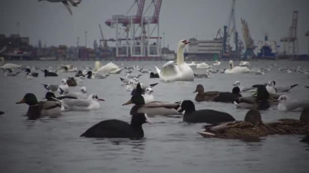 生态问题是天鹅天鹅 Olor 鸭和海鸥在海港水域 Suhoy 李曼绘画 乌克兰 — 图库视频影像