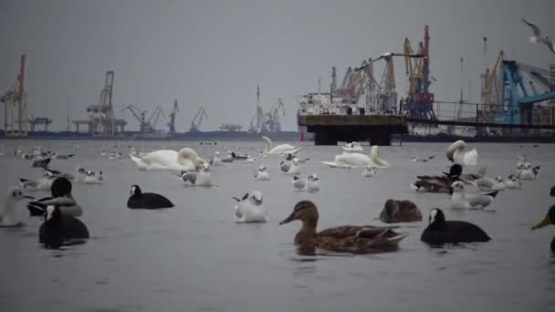 Pássaros Selvagens Pessoas Indústria Problema Ecológico São Cisnes Brancos Cygnus — Vídeo de Stock