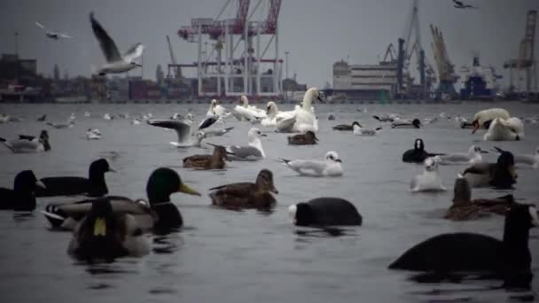 Wild Birds People Industry Ecological Problem White Swans Cygnus Olor — Stock Video