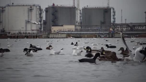 Uccelli Selvatici Gente Industria Problema Ecologico Cigni Bianchi Cygnus Olor — Video Stock