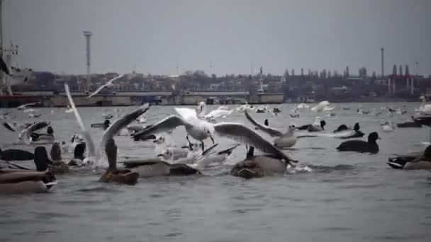 사람들 산업입니다 문제는 Olor 오리와 바다에 갈매기 Suhoy 우크라이나 — 비디오