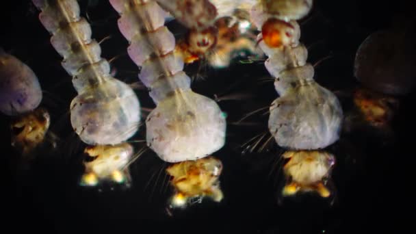 Mosquito Larvas Pupas Água Poluída Culex Pipipiens Uma Espécie Mosquito — Vídeo de Stock