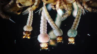 Sivrisinek, larva ve pupa kirli su içinde. Culex pipiens (ortak ev sivrisinek veya Kuzey ev sivrisinek) familyasına ait kan besleme sivrisinek Culicidae ailesinin