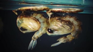 Sivrisinek, larva ve pupa kirli su içinde. Culex pipiens (ortak ev sivrisinek veya Kuzey ev sivrisinek) familyasına ait kan besleme sivrisinek Culicidae ailesinin