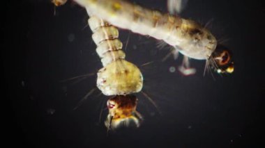 Sivrisinek, larva ve pupa kirli su içinde. Culex pipiens (ortak ev sivrisinek veya Kuzey ev sivrisinek) familyasına ait kan besleme sivrisinek Culicidae ailesinin