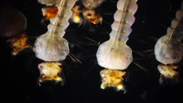 Mosquito Larvas Pupas Água Poluída Culex Pipipiens Uma Espécie Mosquito — Vídeo de Stock