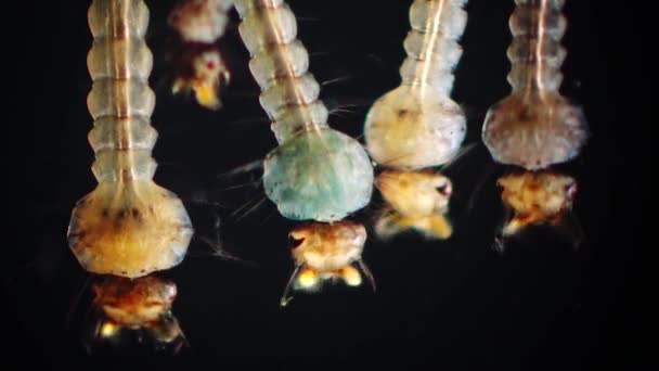 Mosquito Larvas Pupas Água Poluída Culex Pipipiens Uma Espécie Mosquito — Vídeo de Stock