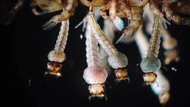 Mosquito Larven Poppen Vervuild Water Culex Pipiens Gemeenschappelijke Huis Mug — Stockvideo