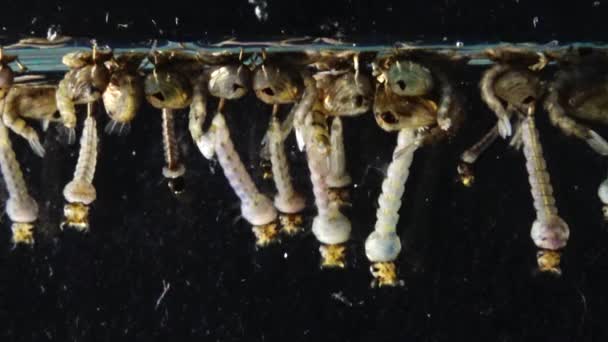 Mosquito Larvas Pupas Água Poluída Culex Pipipiens Uma Espécie Mosquito — Vídeo de Stock