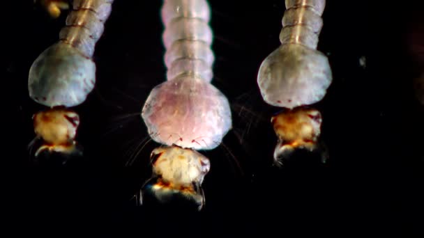 幼虫や蛹の汚染された水で アカイエカ 一般的な家の蚊や北方住宅蚊 が家族蚊の吸血蚊の種 — ストック動画
