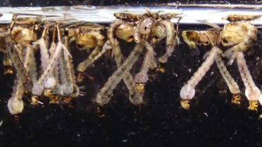 Sivrisinek, larva ve pupa kirli su içinde. Culex pipiens (ortak ev sivrisinek veya Kuzey ev sivrisinek) familyasına ait kan besleme sivrisinek Culicidae ailesinin