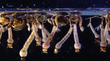 Sivrisinek, larva ve pupa kirli su içinde. Culex pipiens (ortak ev sivrisinek veya Kuzey ev sivrisinek) familyasına ait kan besleme sivrisinek Culicidae ailesinin