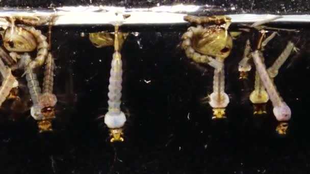 Sivrisinek Larva Pupa Kirli Içinde Culex Pipiens Ortak Sivrisinek Veya — Stok video