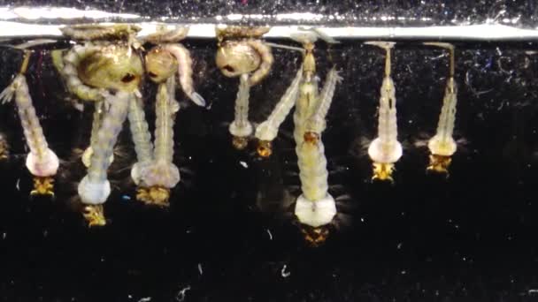 Mosquito Larvas Pupas Água Poluída Culex Pipipiens Uma Espécie Mosquito — Vídeo de Stock