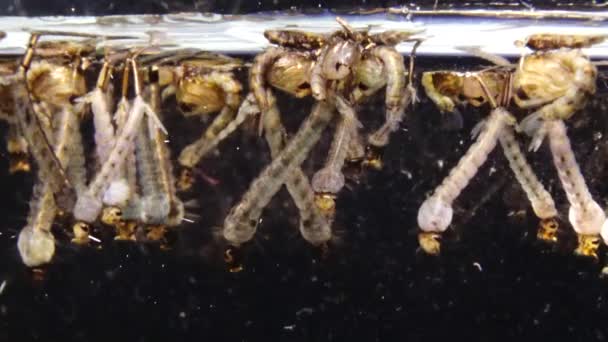 Mosquito Larvas Pupas Agua Contaminada Culex Pipiens Una Especie Mosquito — Vídeo de stock