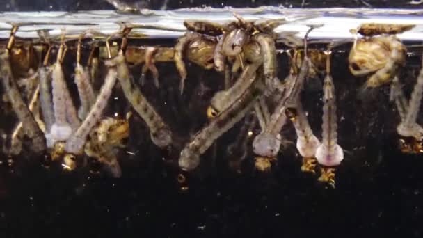 Komáří Larvy Kukly Znečištěné Vodě Culex Pipiens Společný Dům Komár — Stock video