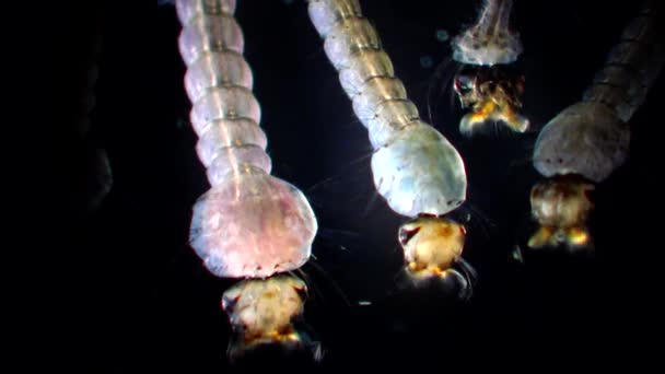 Mosquito Larven Poppen Vervuild Water Culex Pipiens Gemeenschappelijke Huis Mug — Stockvideo