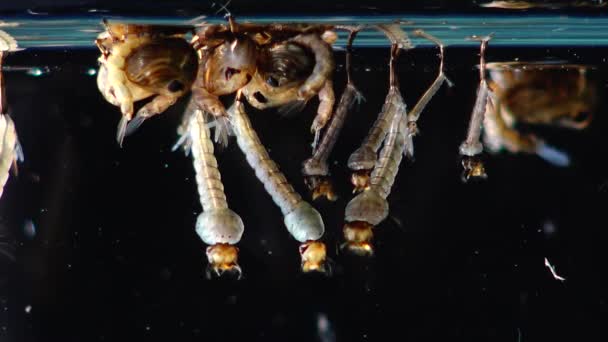 被污染的水中的蚊子 幼虫和蛹 淡色库蚊 普通的房子蚊子或北家蚊子 是一种供血的蚊子的家庭科 — 图库视频影像
