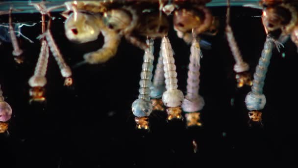 Mosquito Larvas Pupas Água Poluída Culex Pipipiens Uma Espécie Mosquito — Vídeo de Stock