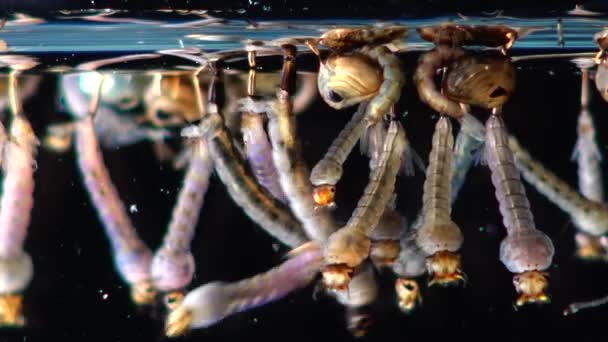 Mosquito Larvas Pupas Água Poluída Culex Pipipiens Uma Espécie Mosquito — Vídeo de Stock