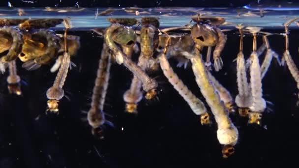 Mosquito Larvas Pupas Água Poluída Culex Pipipiens Uma Espécie Mosquito — Vídeo de Stock