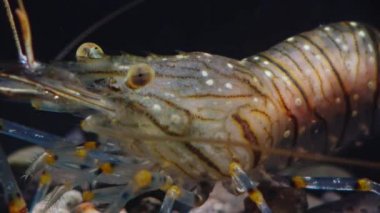 Karides (Palaemon elegans) beslenme, makro çekim. Karadeniz. Ukrayna.