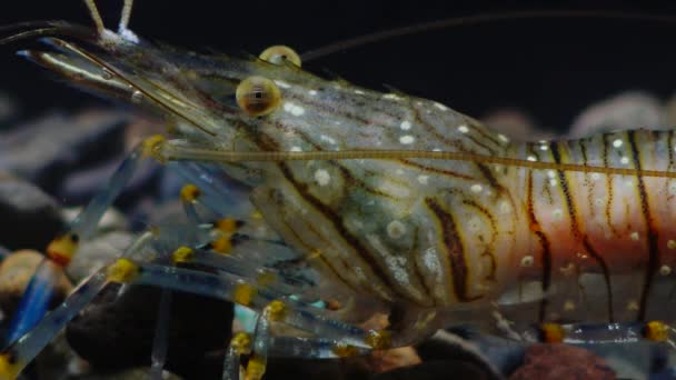 Nutrición Gambas Palaemon Elegans Macro Shoot Mar Negro Ucrania — Vídeos de Stock