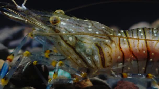 Karides Palaemon Elegans Beslenme Makro Çekim Karadeniz Ukrayna — Stok video