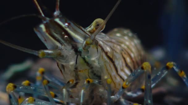 Nutrição Camarão Palaemon Elegans Brotação Macro Mar Negro Ucrânia — Vídeo de Stock